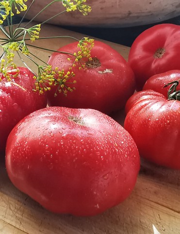 Watermelon Beefsteak