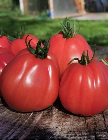 Red Pear (Giant) Gransasso Strain (Italija)