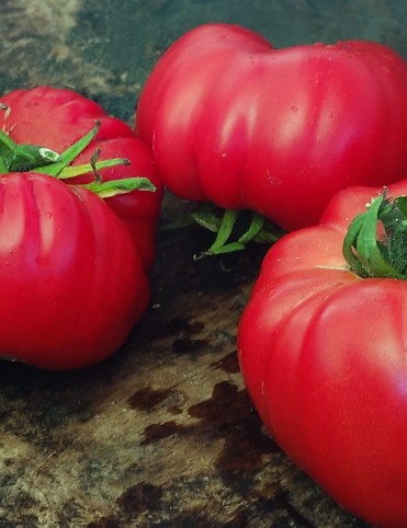 Pomdoro Pietrone Di Malgrata