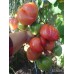 1884 Strawberry Wedge