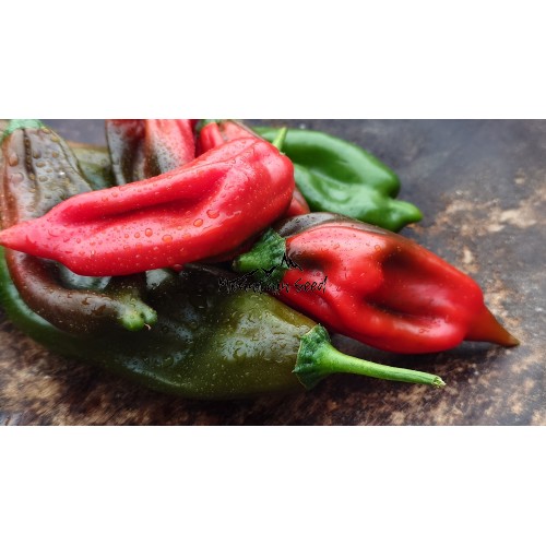 Aji Chicotillo