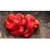 Habanero Chili