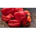 Habanero Chili