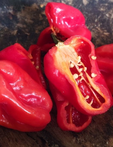 Habanero Chili