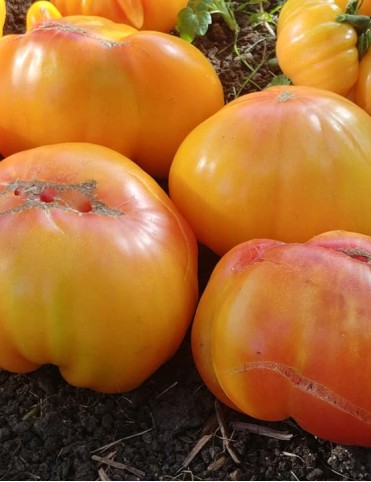 Mary Robinson’s German Bicolor
