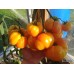 Mary Robinson’s German Bicolor