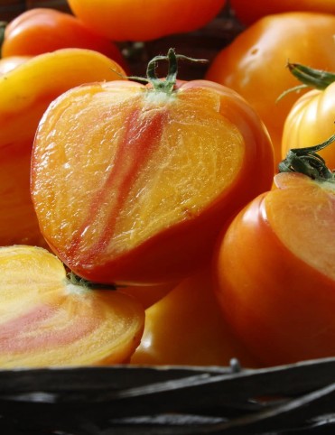 Orange Russian 117