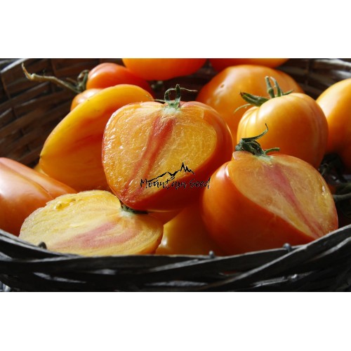 Orange Russian 117