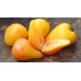 Orange Russian 117