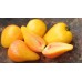 Orange Russian 117