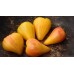 Orange Russian 117