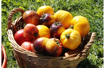 Kur Ieškoti  Įdomesnių  Pomidorų  Sėklų?