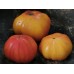 Candy Stripe bicolor
