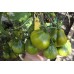 Cherokee Green Pear